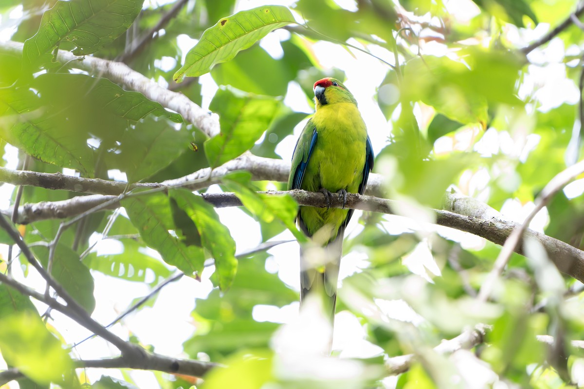 New Caledonian Parakeet - ML628729480