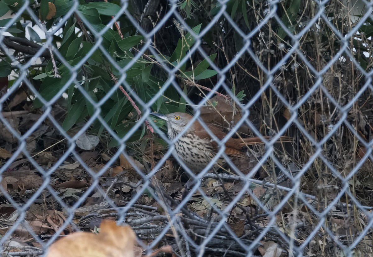 Brown Thrasher - ML628729493
