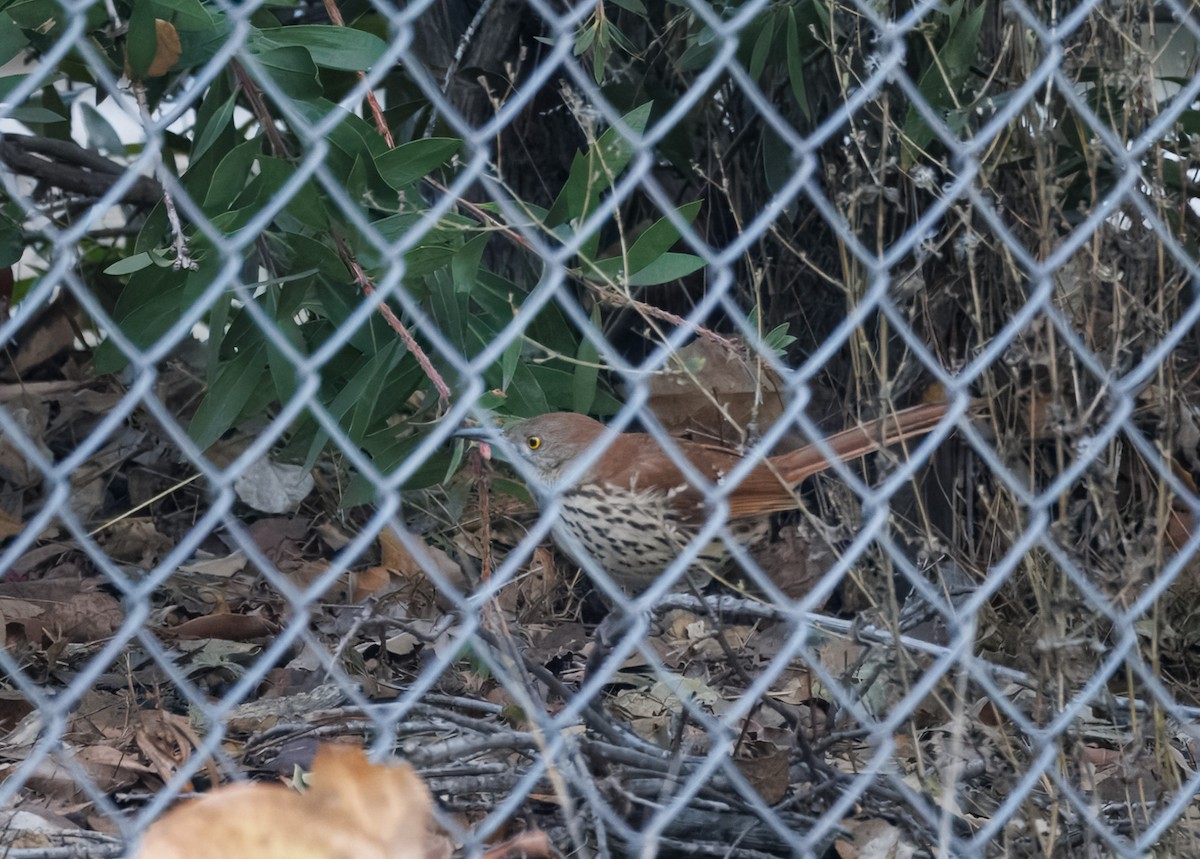 Brown Thrasher - ML628729495