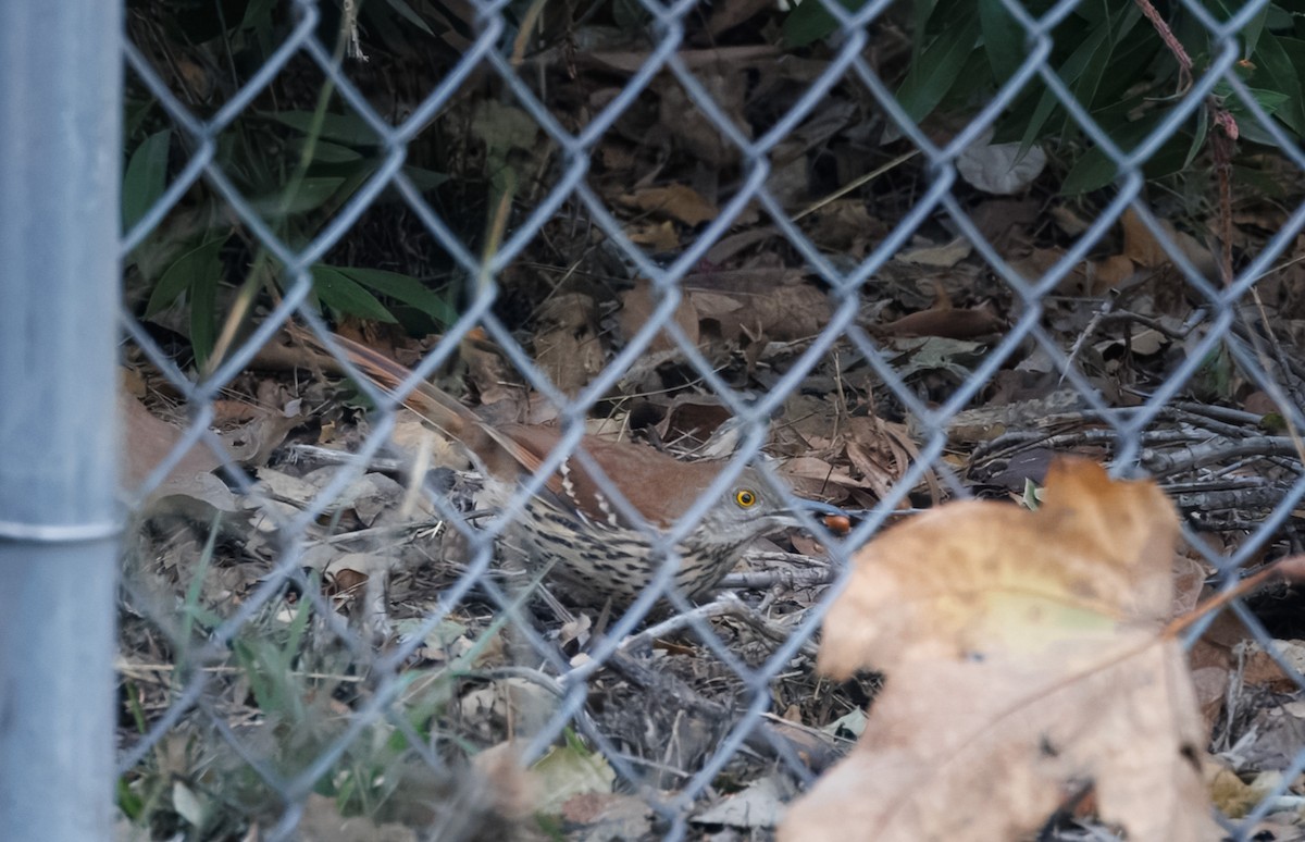 Brown Thrasher - ML628729501