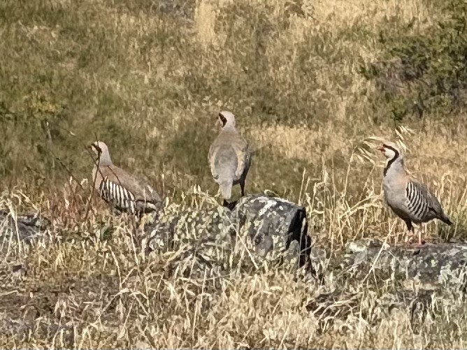 Chukar - ML628729569