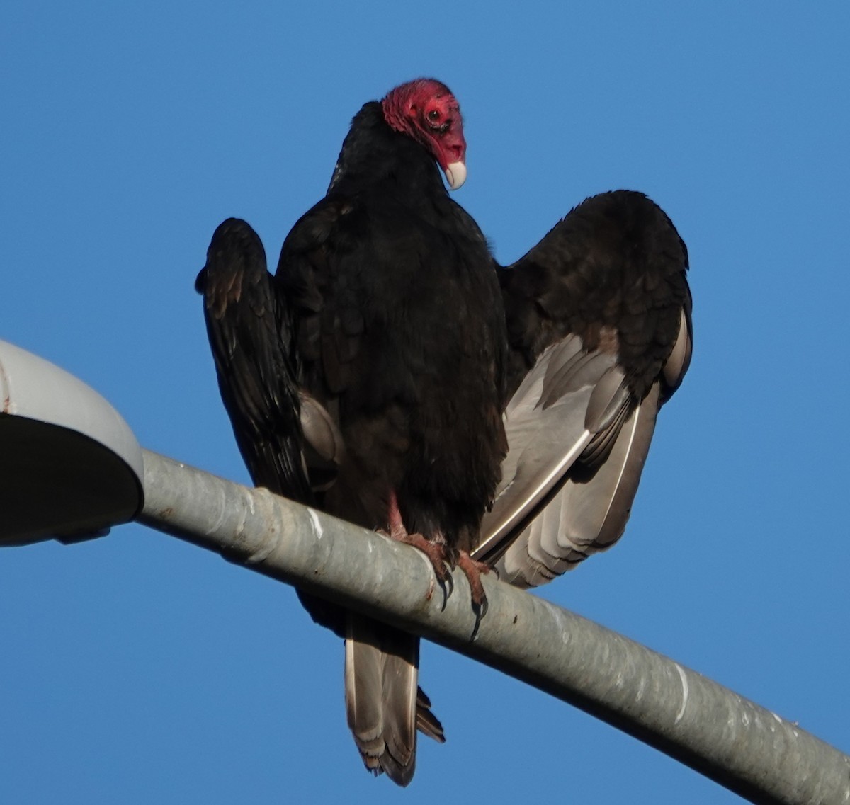 Turkey Vulture - ML628729586