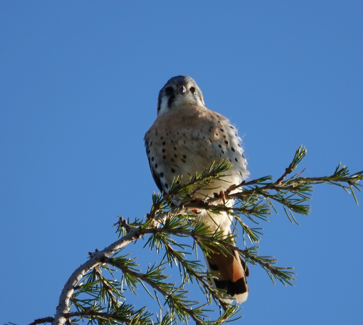 American Kestrel - ML628729607