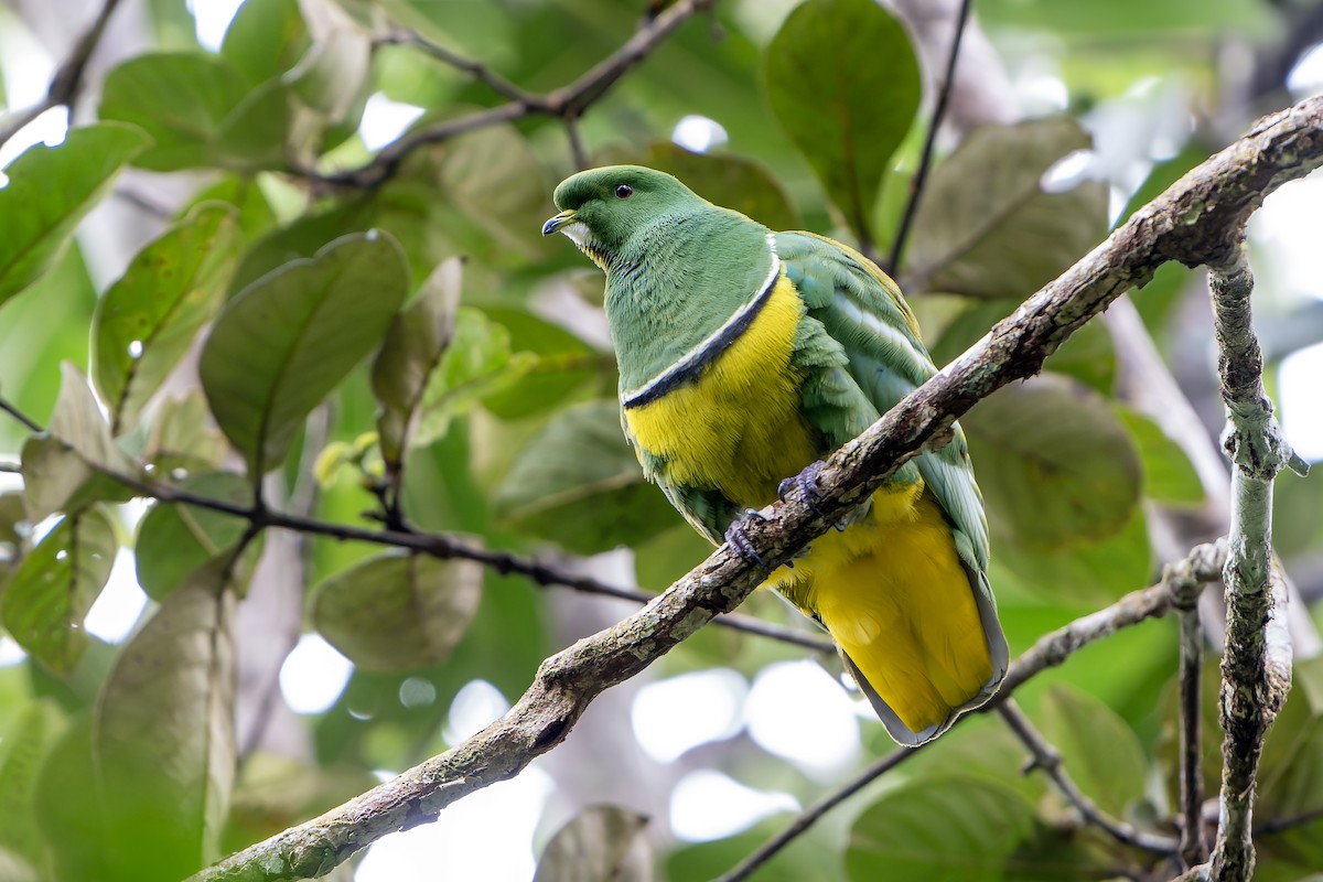 Cloven-feathered Dove - ML628729661
