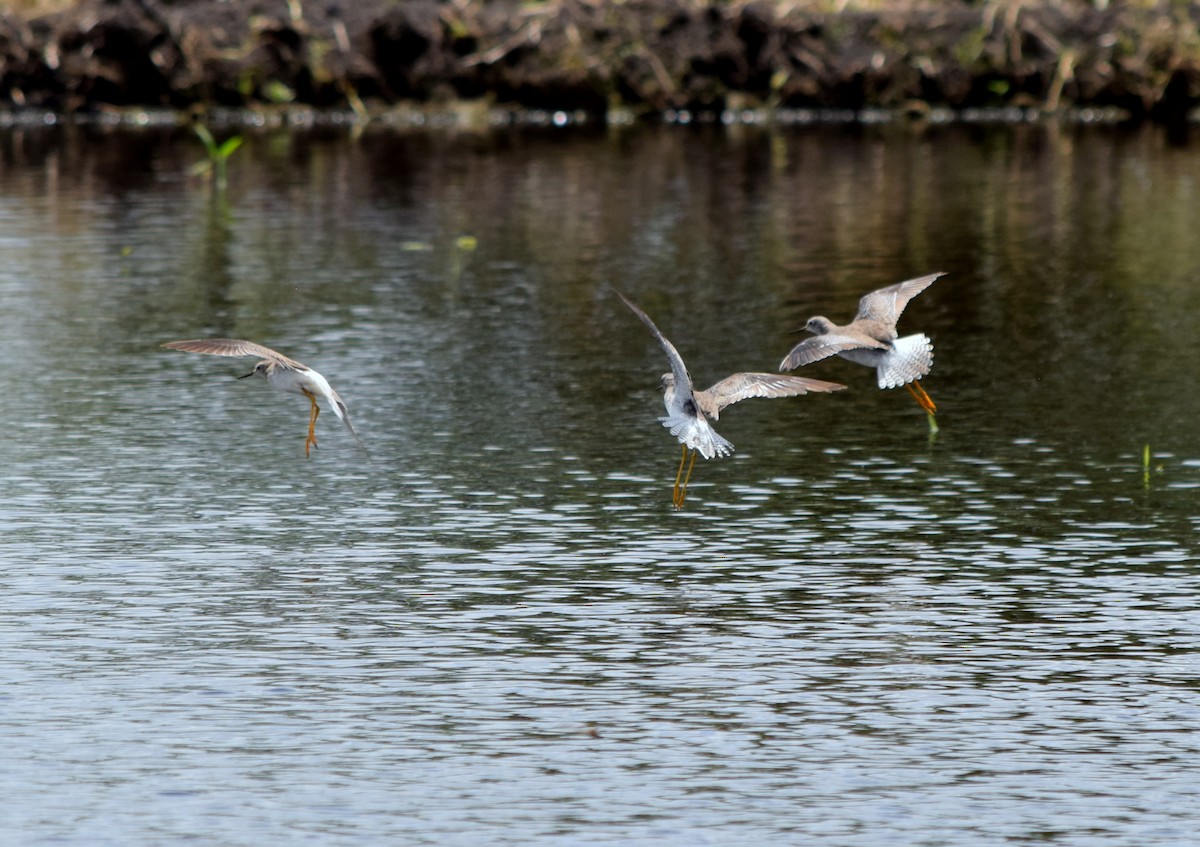 Lesser Yellowlegs - ML628729759