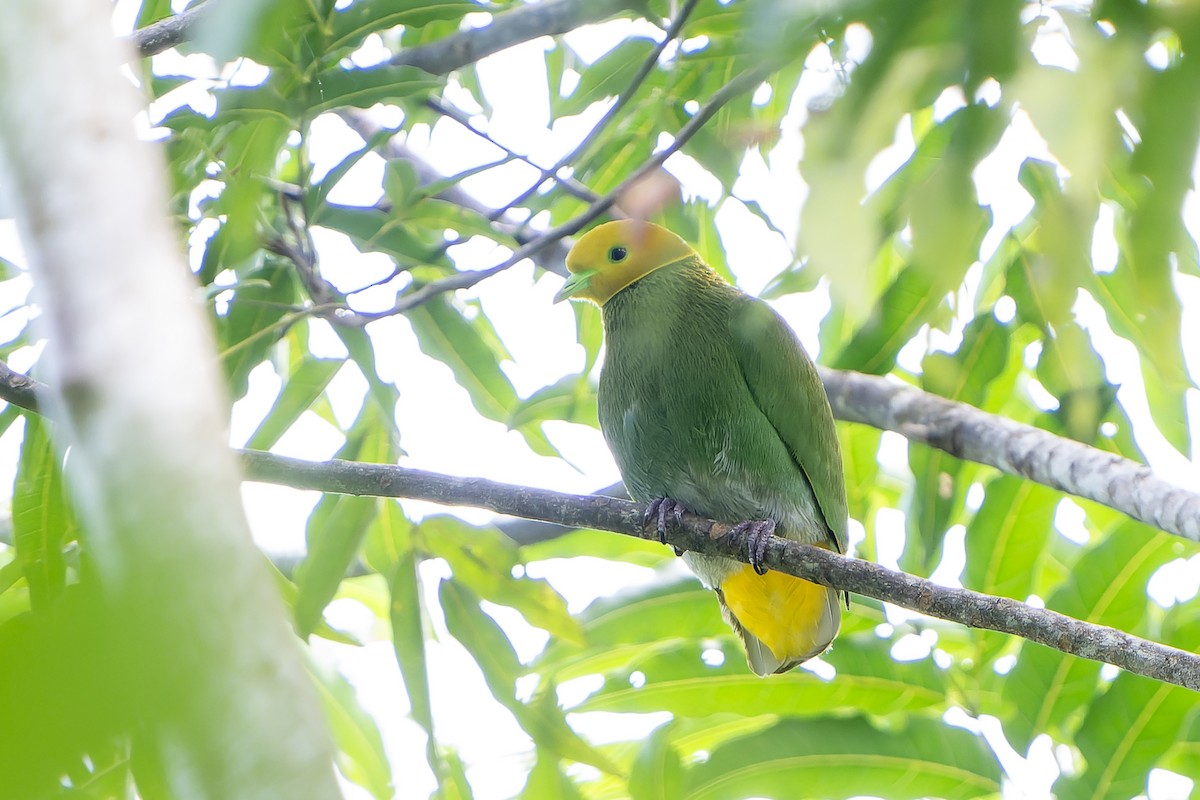 Whistling Dove - ML628729800