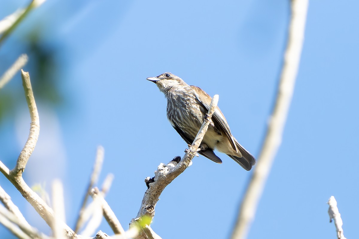 Polynesian Starling - ML628729871