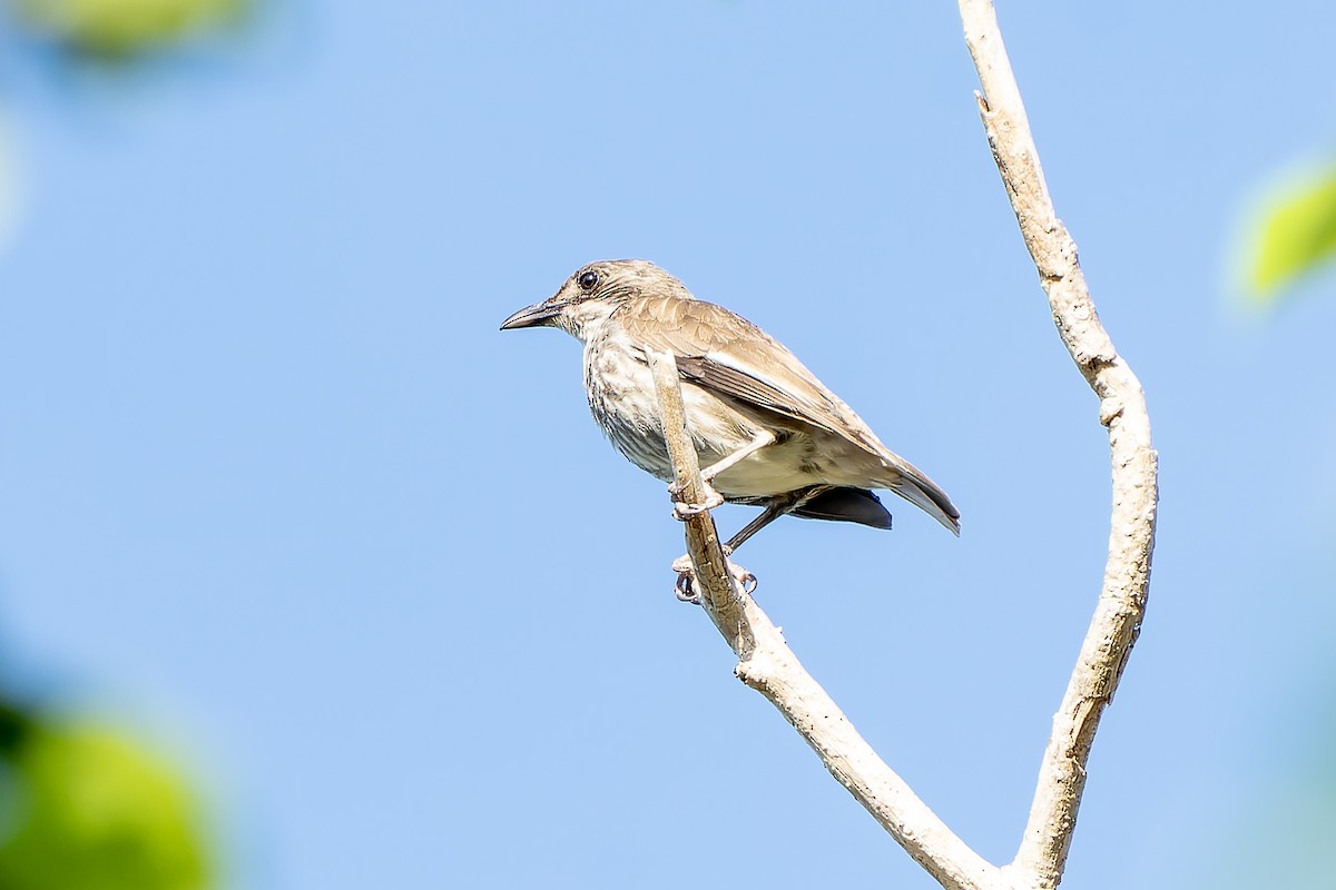 Polynesian Starling - ML628729872
