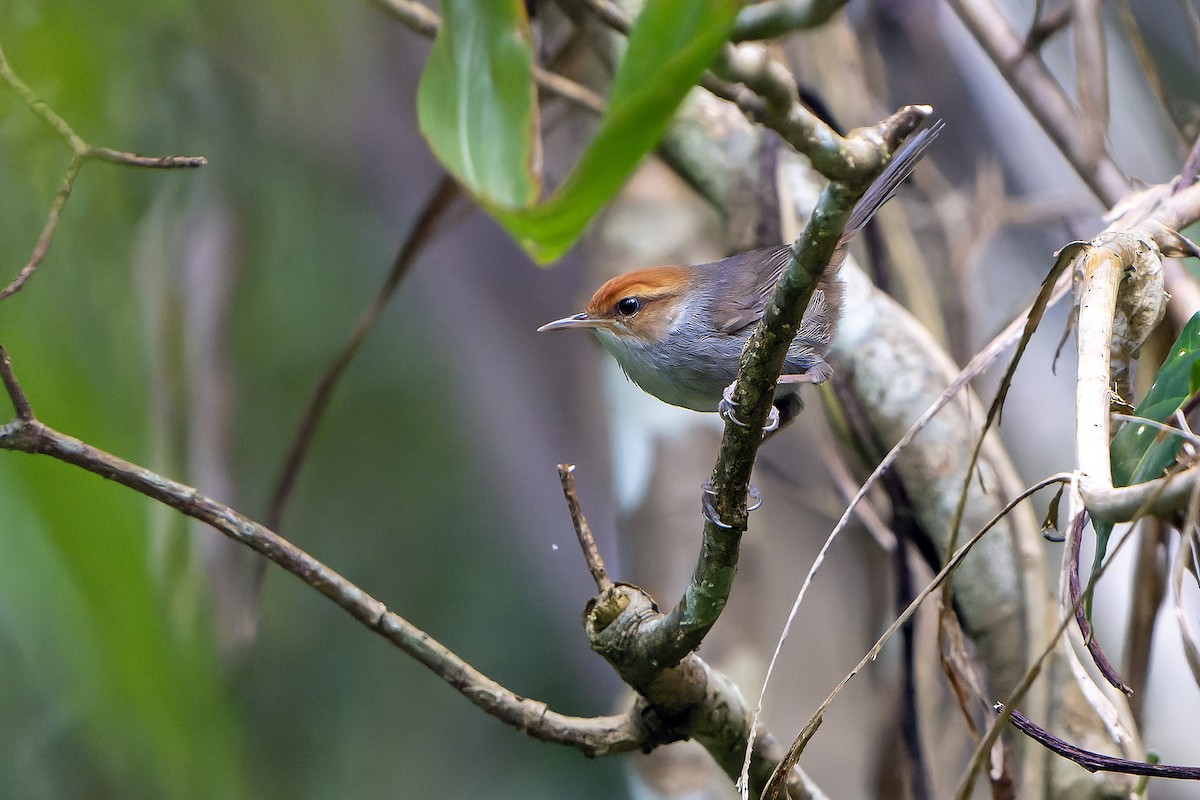 Fiji Bush Warbler - ML628729886