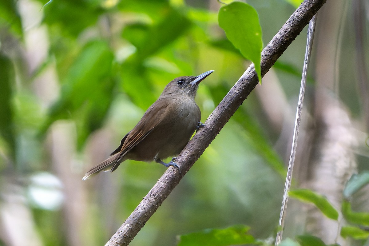 Fiji Shrikebill - ML628729921