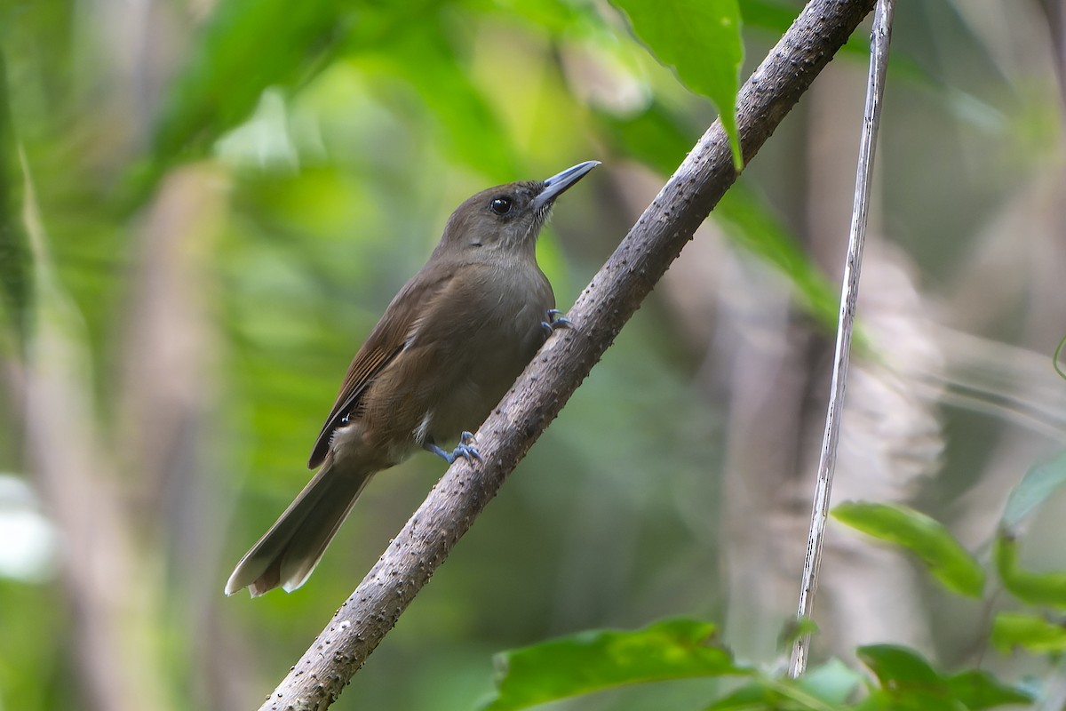 Fiji Shrikebill - ML628729922