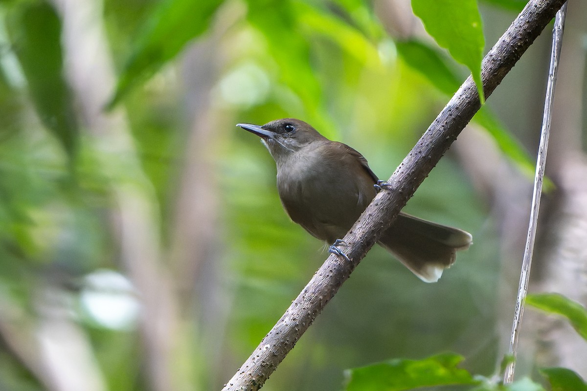 Fiji Shrikebill - ML628729923