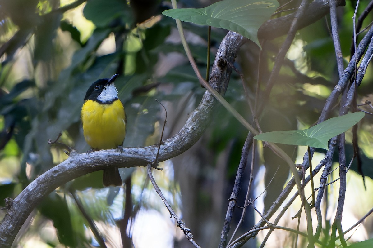 White-throated Fiji Whistler - ML628729934