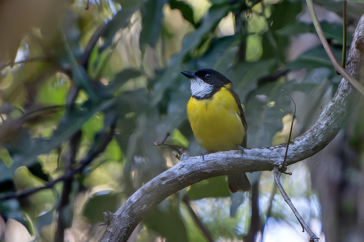 White-throated Fiji Whistler - ML628729944