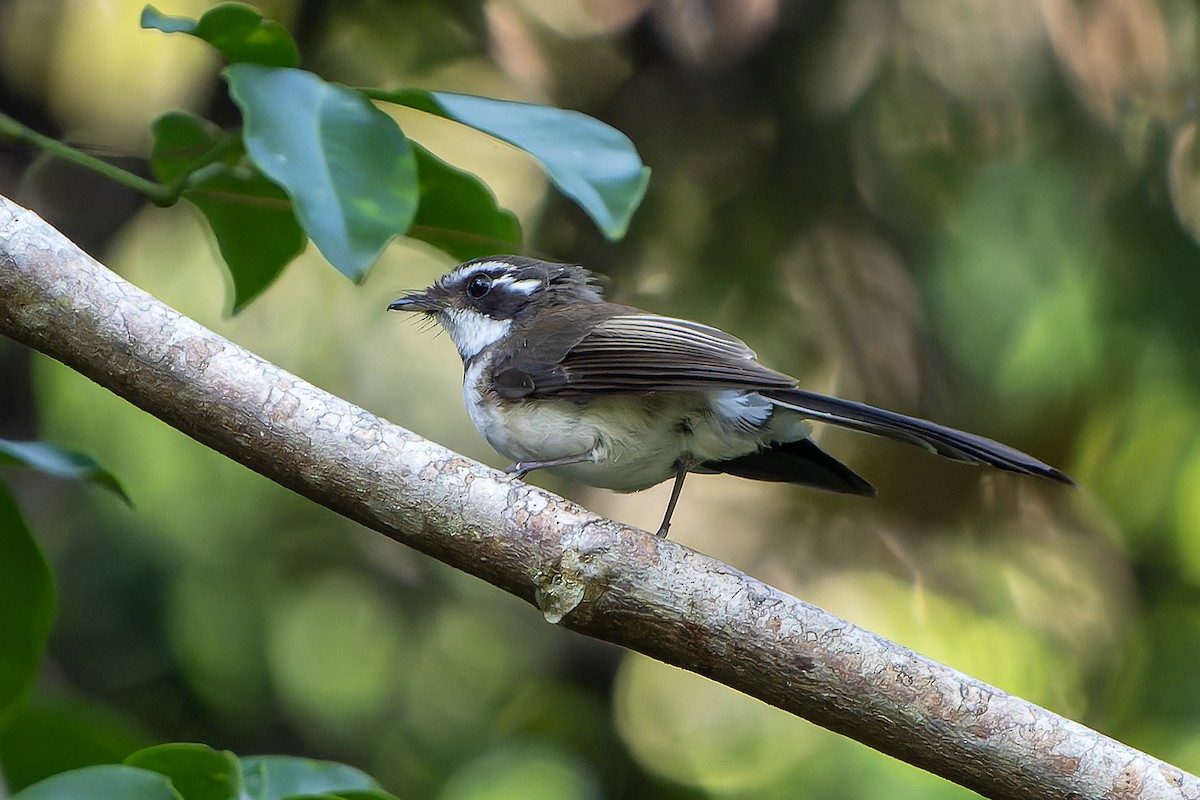 Kadavu Fantail - ML628729952