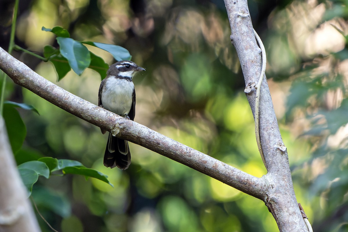 Kadavu Fantail - ML628729954