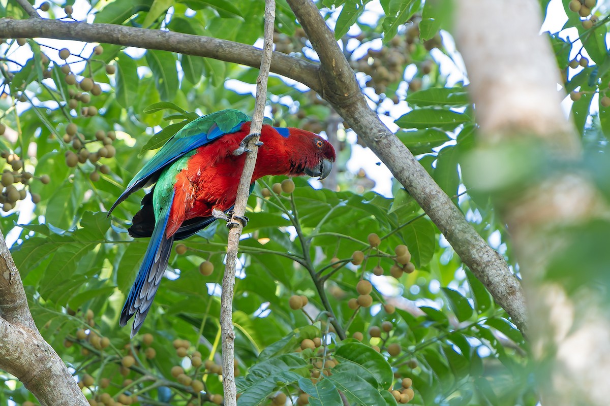 Crimson Shining-Parrot - ML628729989