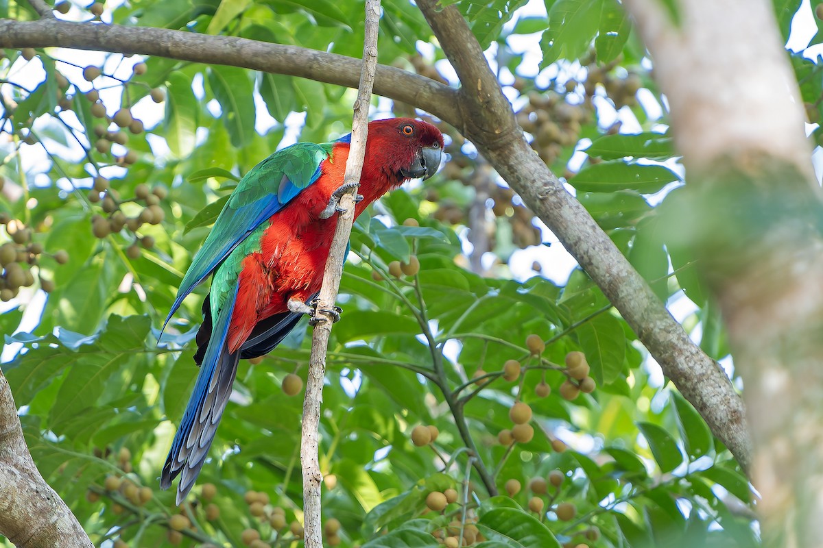 Crimson Shining-Parrot - ML628729990