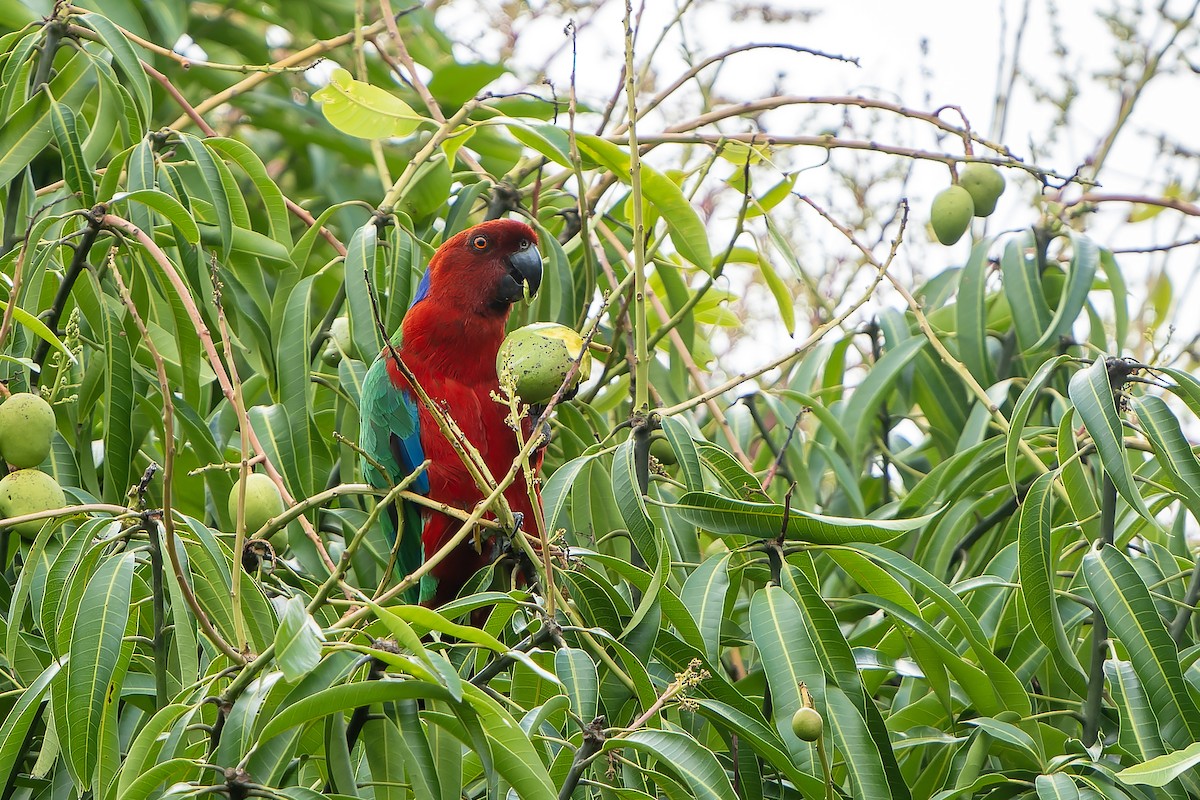 Crimson Shining-Parrot - ML628729991