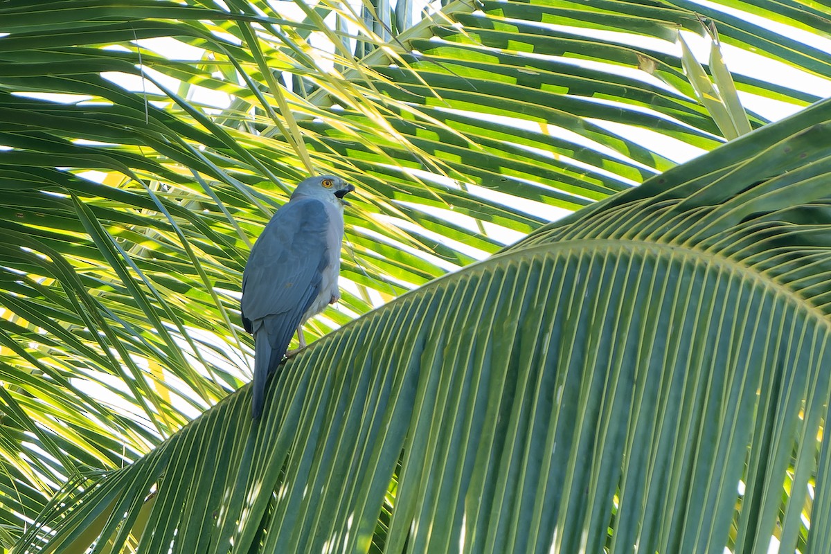 Fiji Goshawk - ML628730003