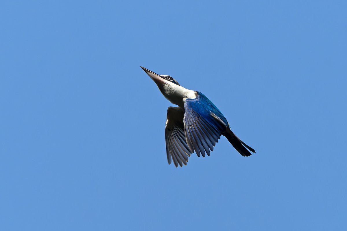 Pacific Kingfisher - ML628730095