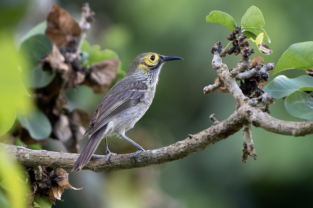 Kadavu Honeyeater - ML628730119