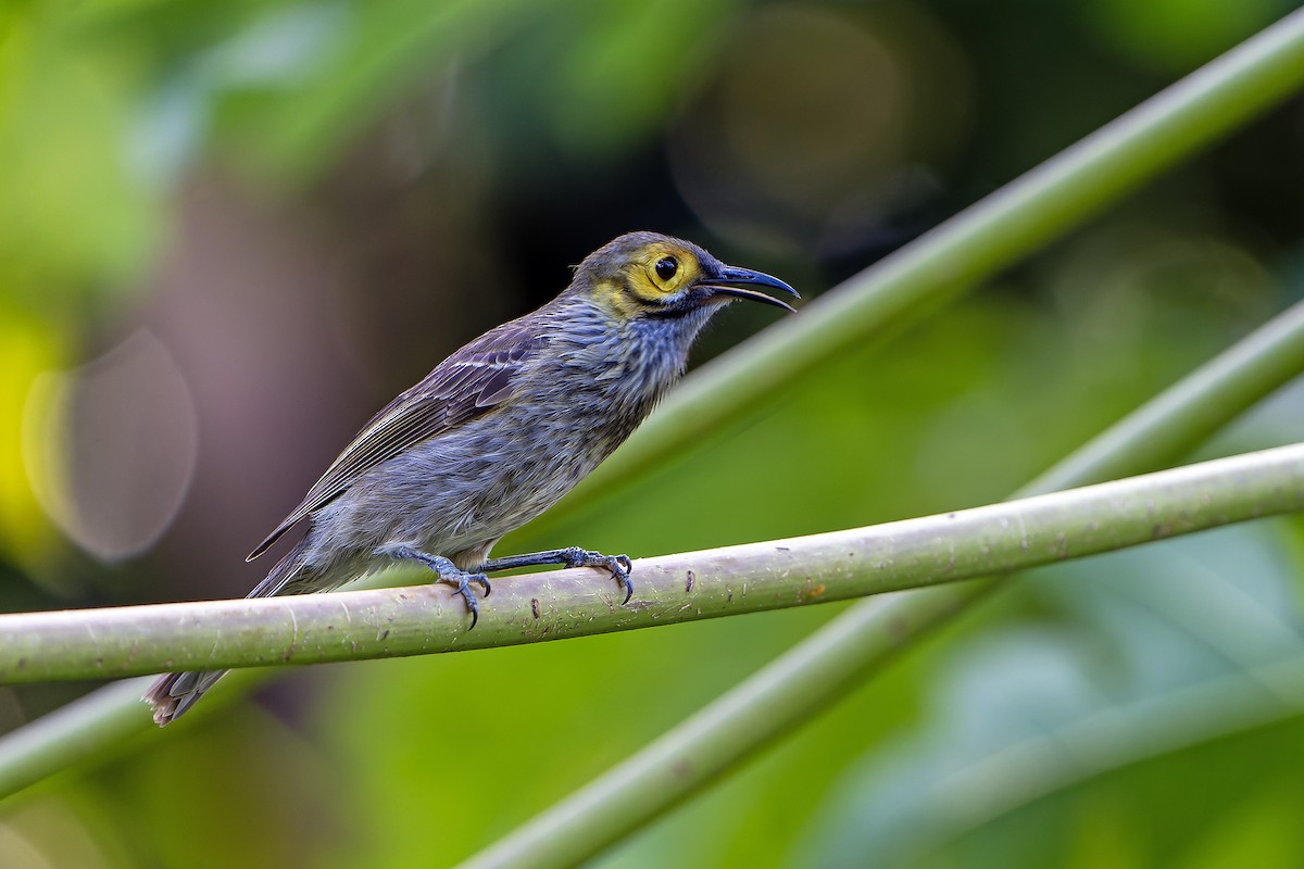 Kadavu Honeyeater - ML628730126