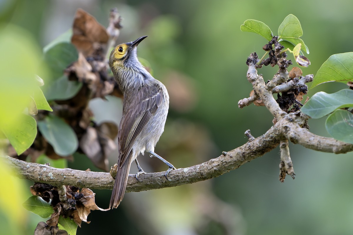 Kadavu Honeyeater - ML628730132