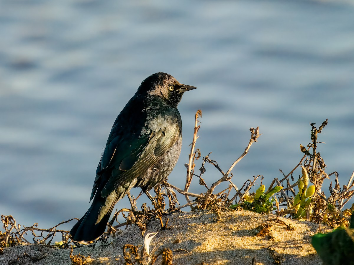 Brewer's Blackbird - ML628730241