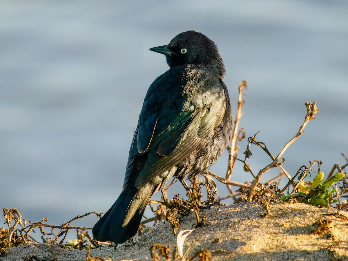Brewer's Blackbird - ML628730242