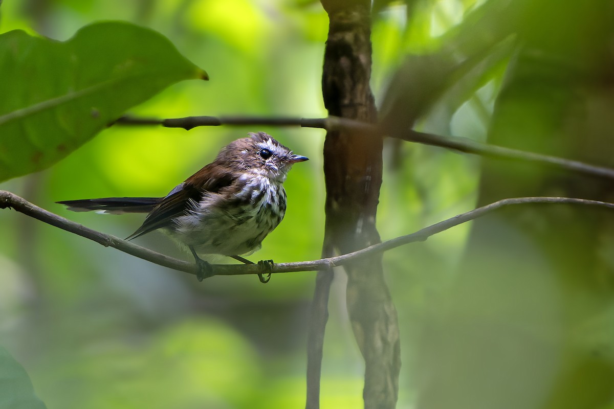 Fiji Streaked Fantail - ML628730259