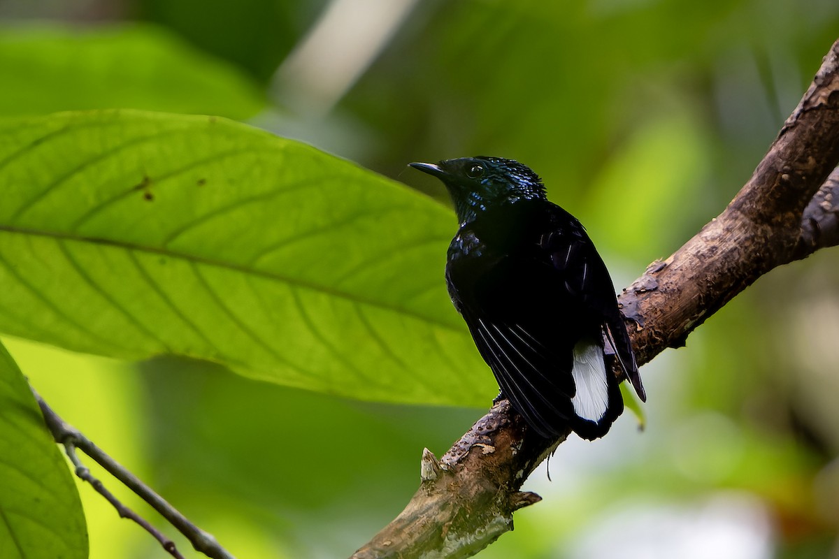 Natewa Silktail - ML628730271