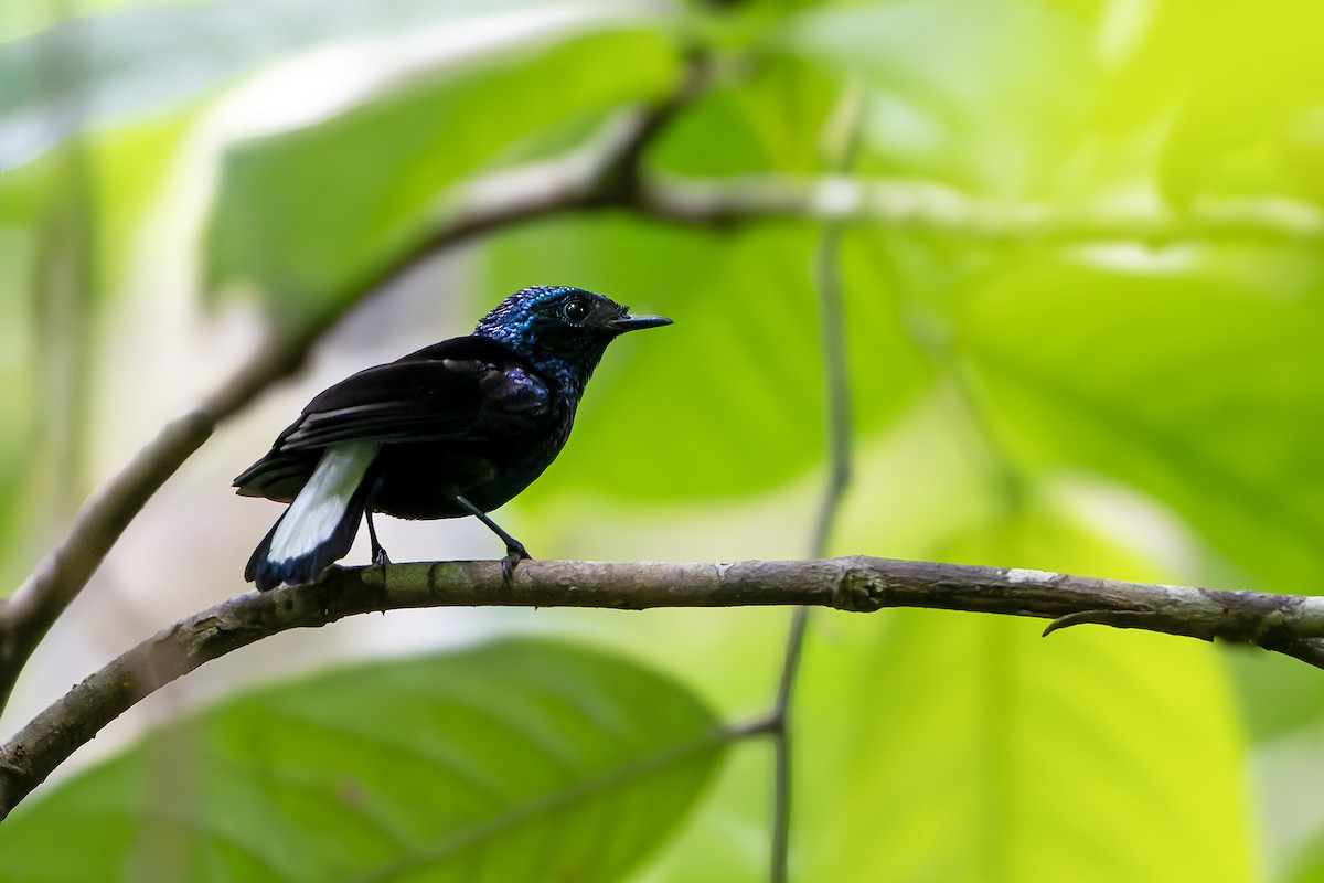 Natewa Silktail - ML628730272