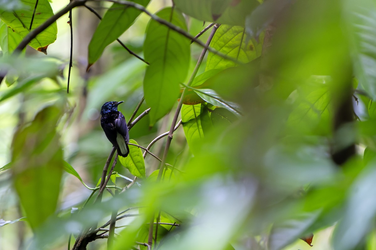 Natewa Silktail - ML628730273