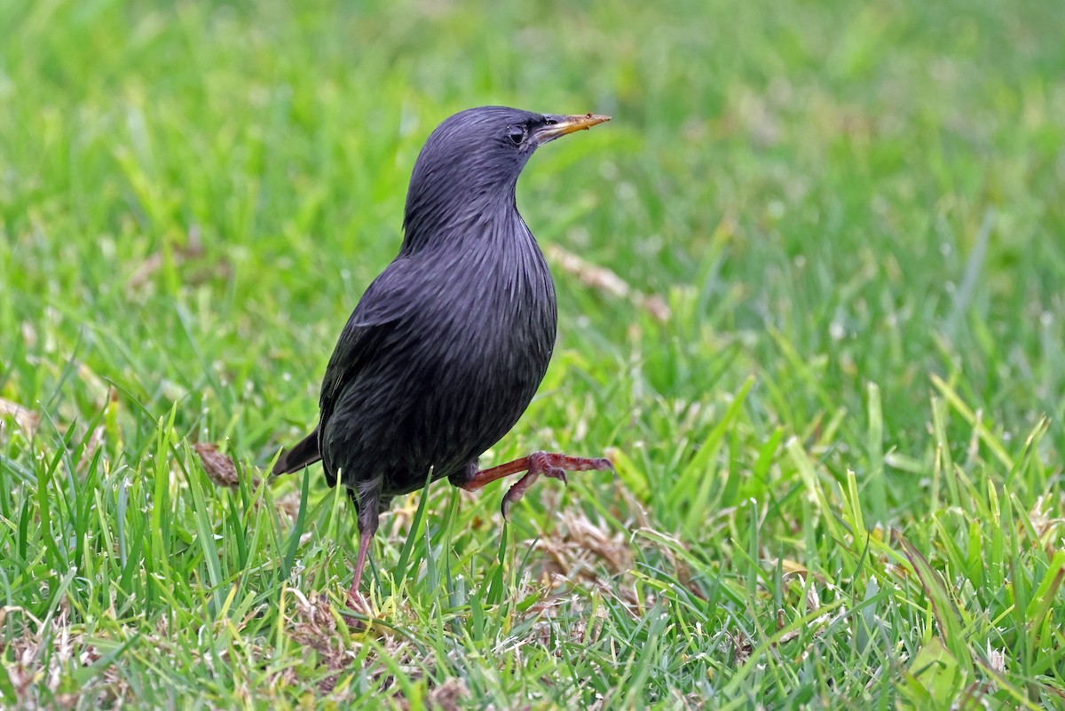 Étourneau unicolore - ML628730344