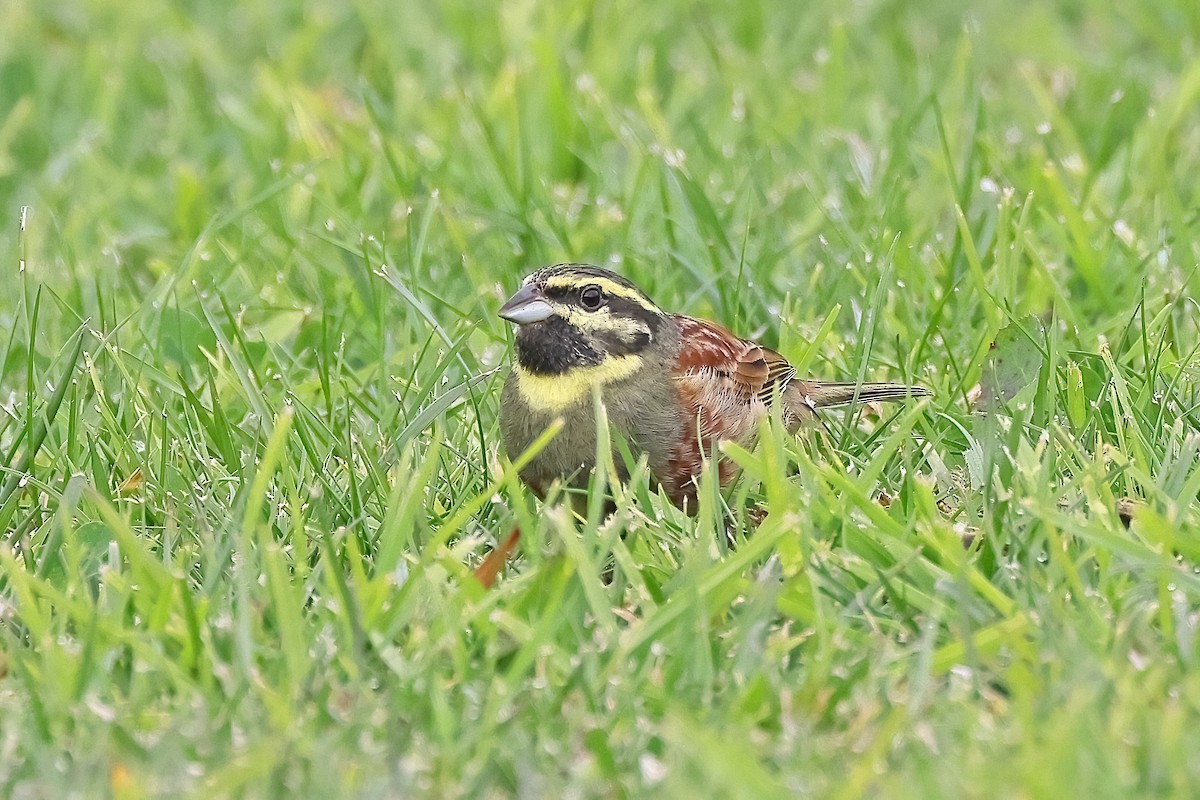 Bruant zizi - ML628730367