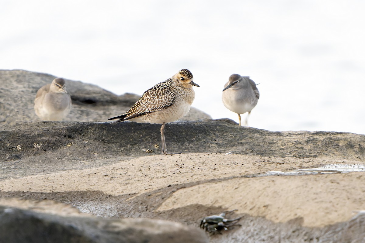 Urre-txirri siberiarra - ML628730689