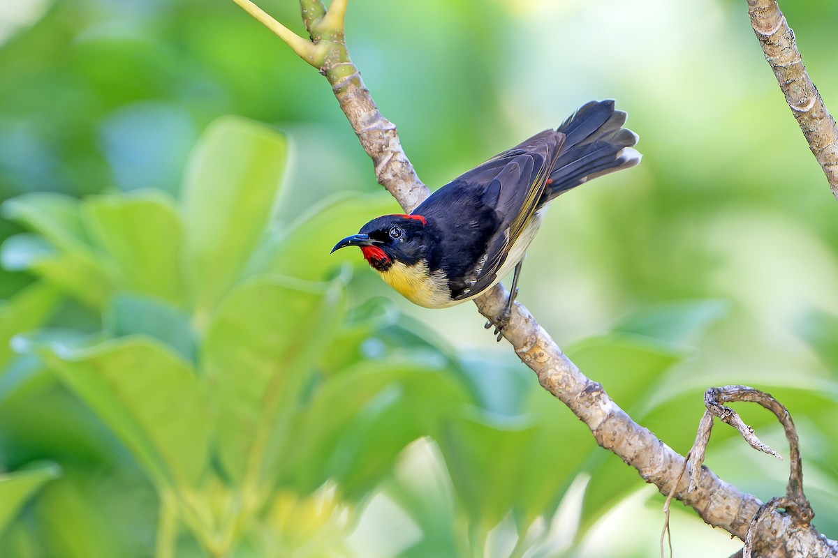 Sulphur-breasted Myzomela - ML628730733