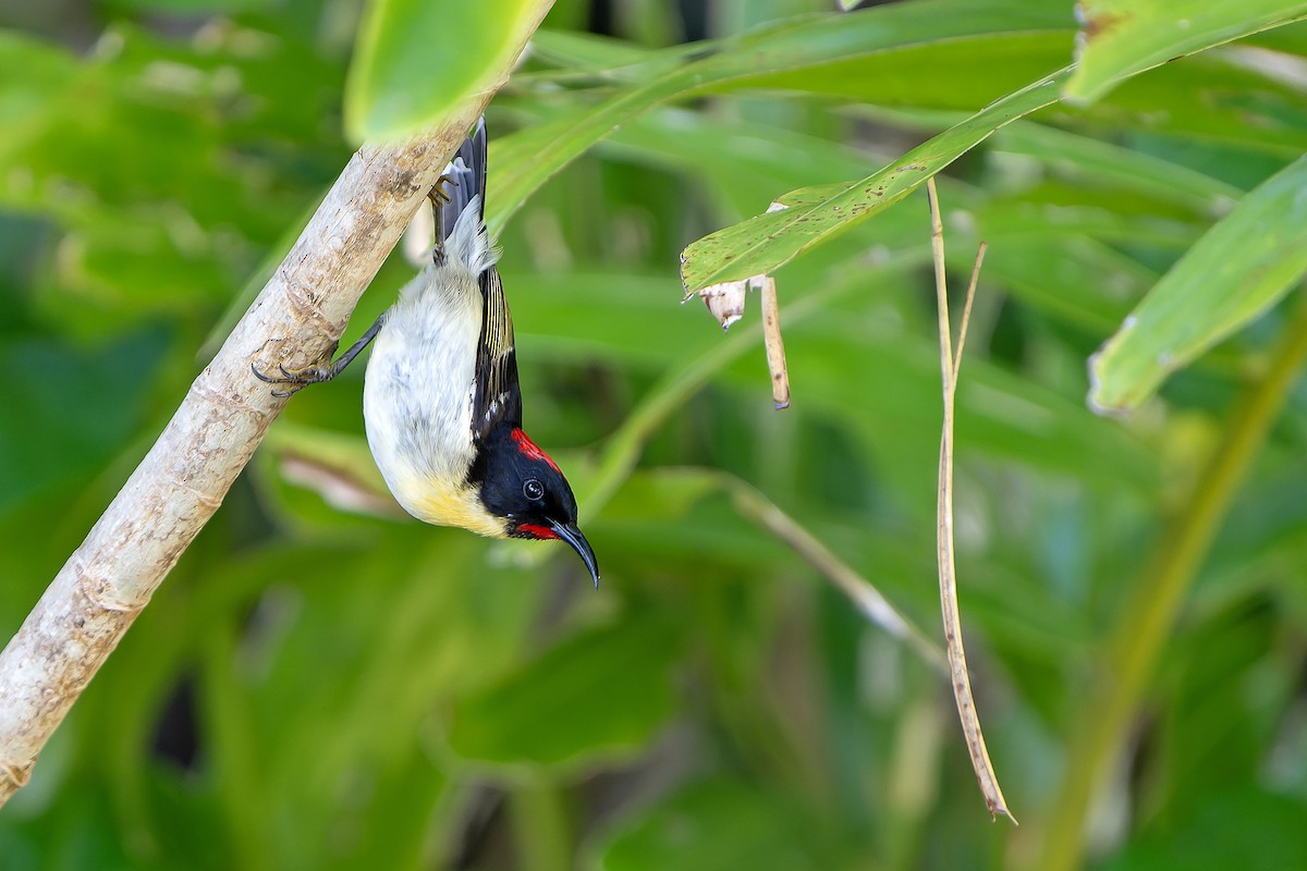 Sulphur-breasted Myzomela - ML628730734