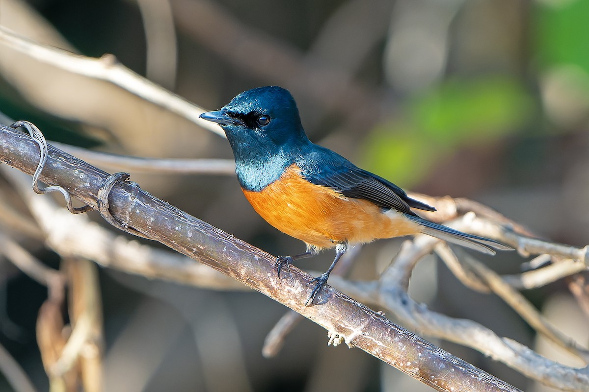 Vanikoro Flycatcher - ML628730770