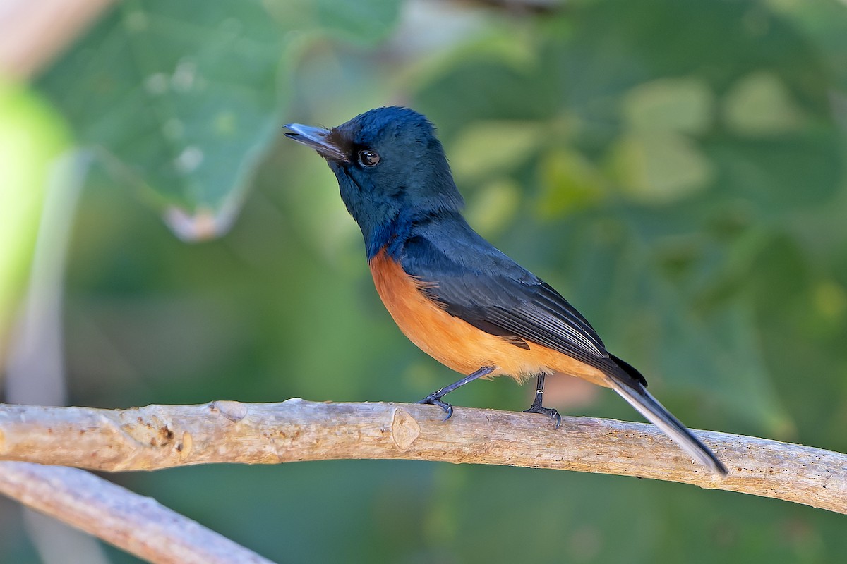 Vanikoro Flycatcher - ML628730772