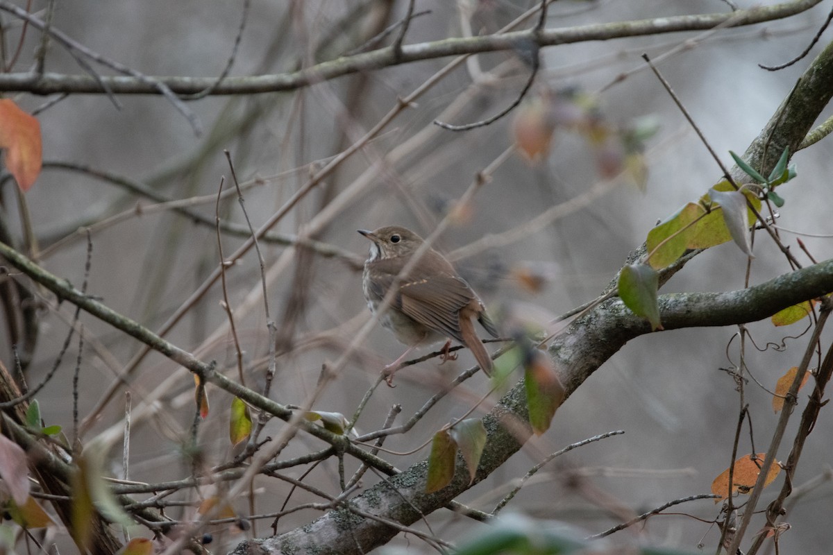 Hermit Thrush - ML628730781