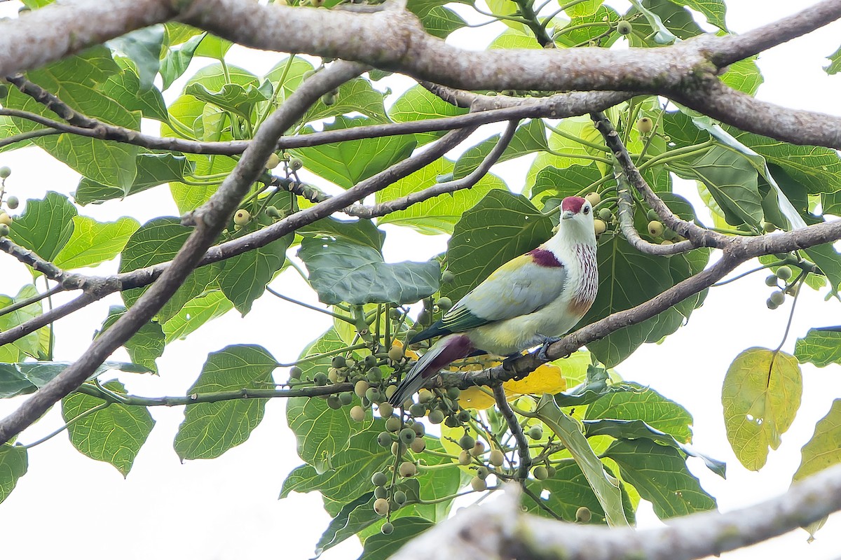 Many-colored Fruit-Dove - ML628730986