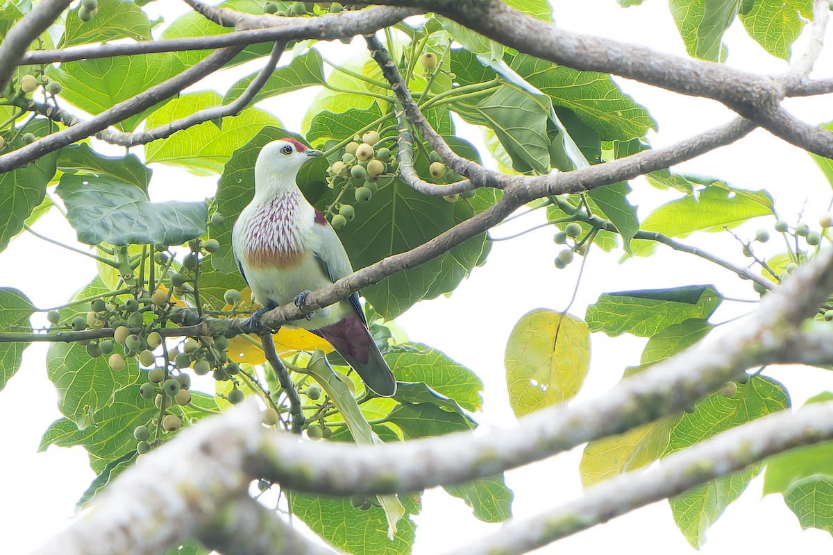 Many-colored Fruit-Dove - ML628730993