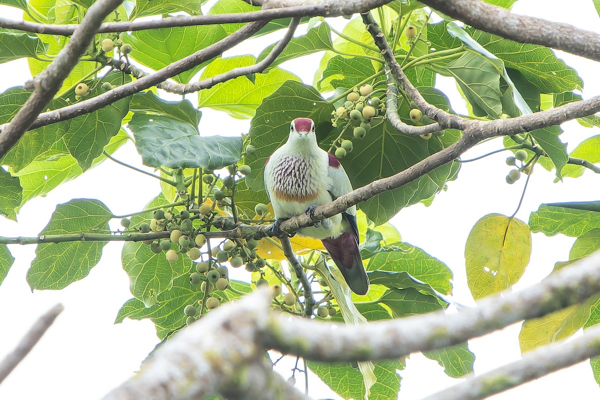 Many-colored Fruit-Dove - ML628731002