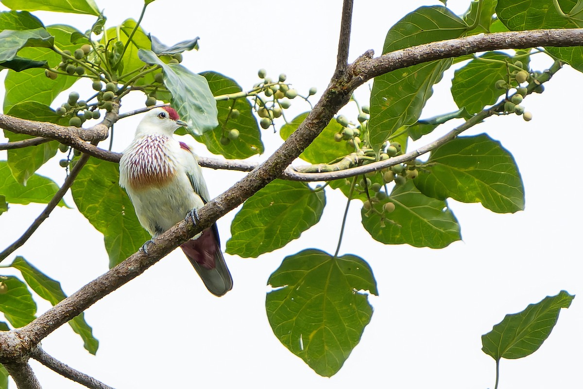 Many-colored Fruit-Dove - ML628731003