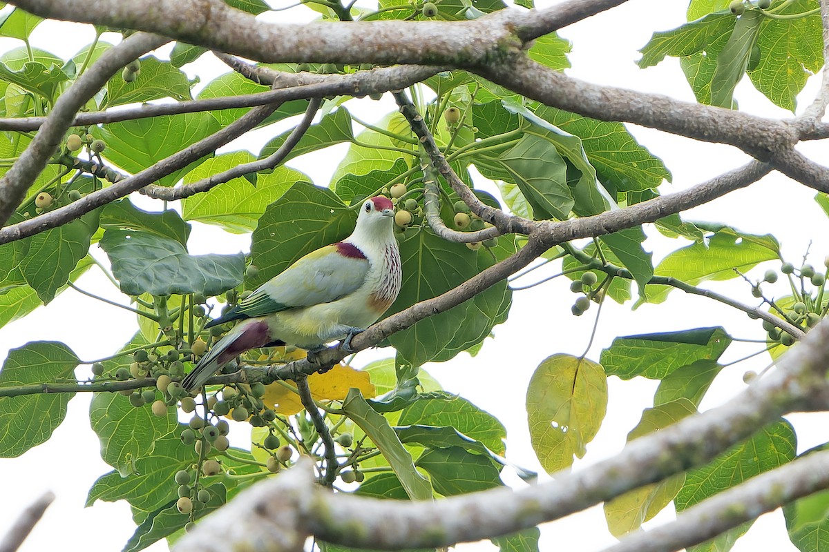 Many-colored Fruit-Dove - ML628731004