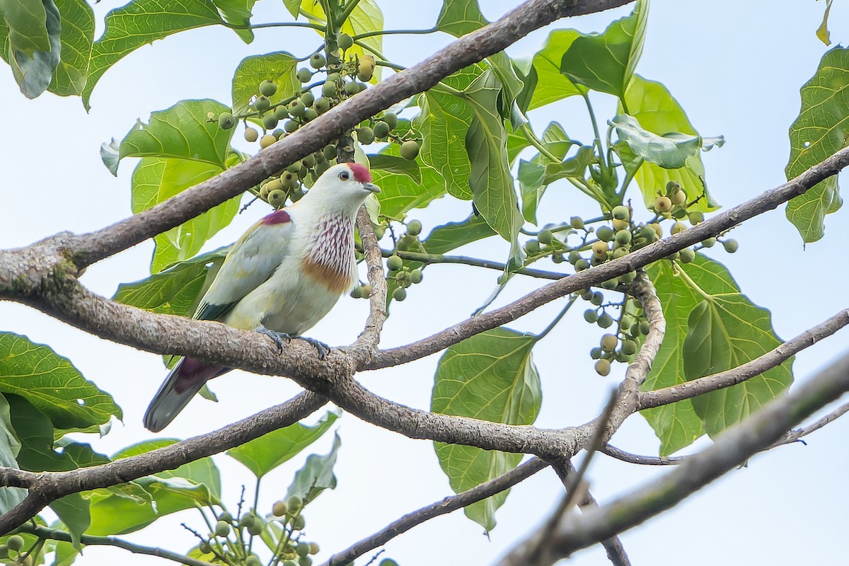 Many-colored Fruit-Dove - ML628731005