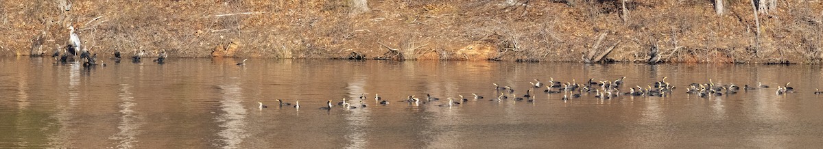 Double-crested Cormorant - ML628731021