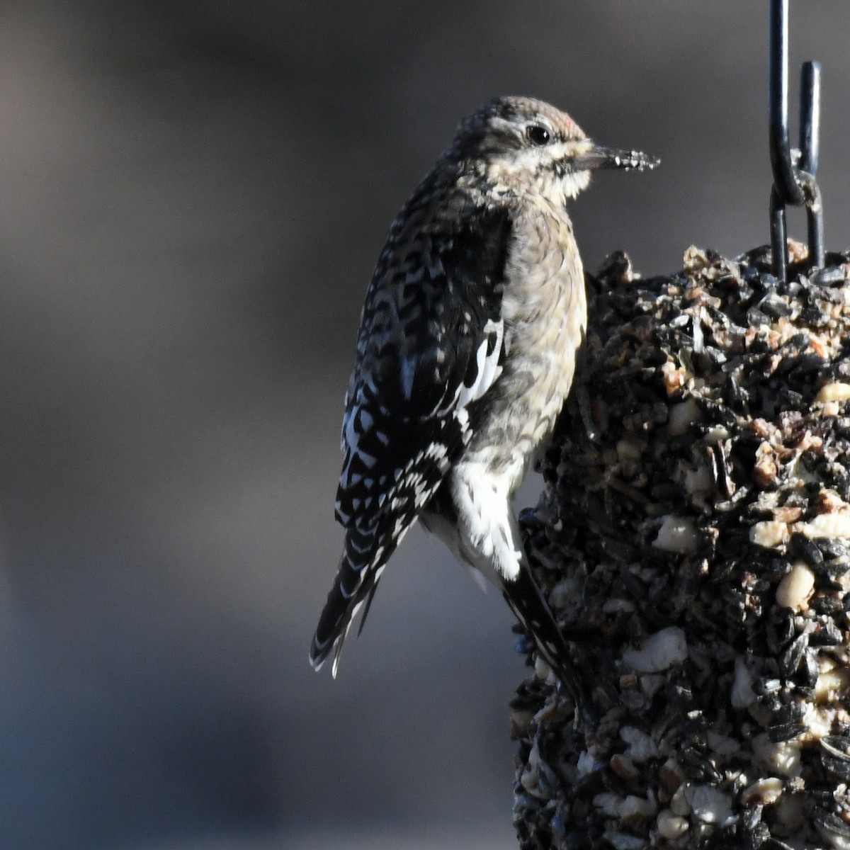 Yellow-bellied Sapsucker - ML628731087